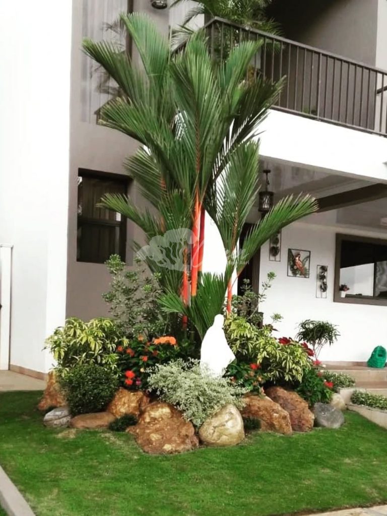 Jual Palem Merah