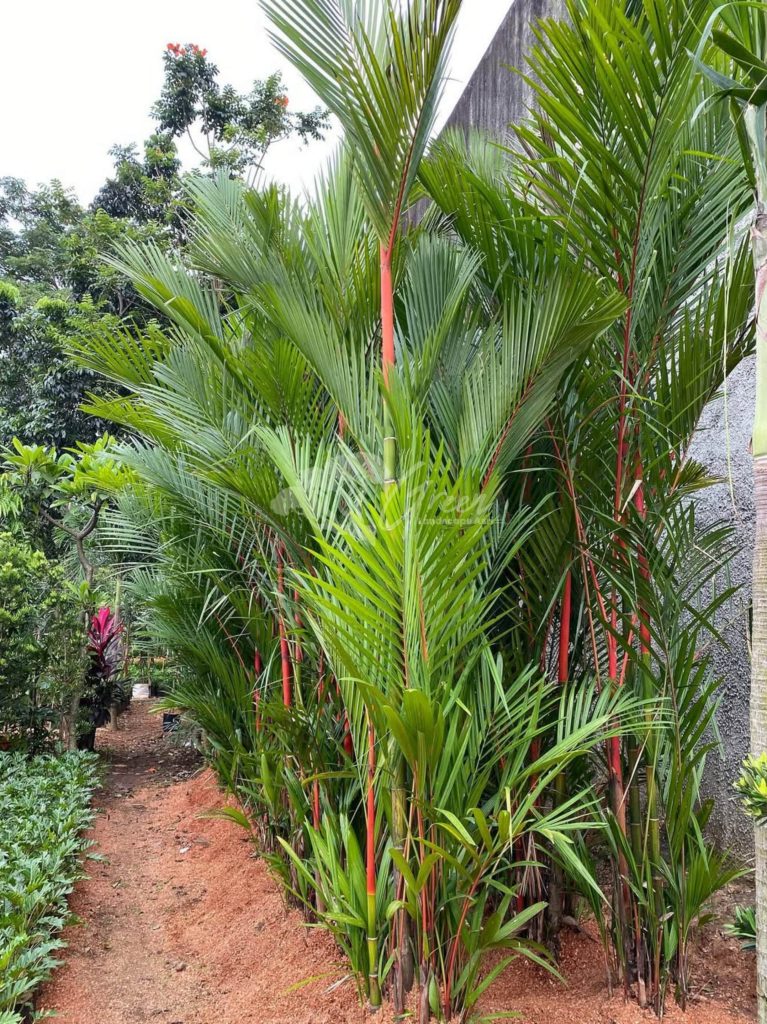 Jual Palem Merah