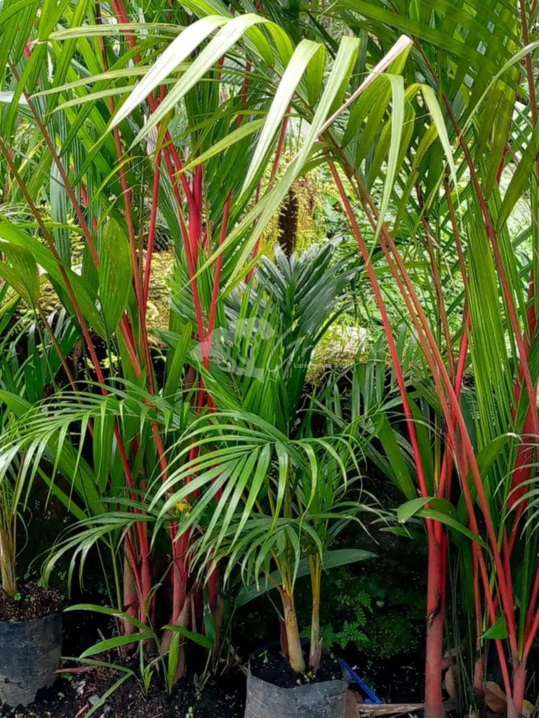 Jual Palem Merah