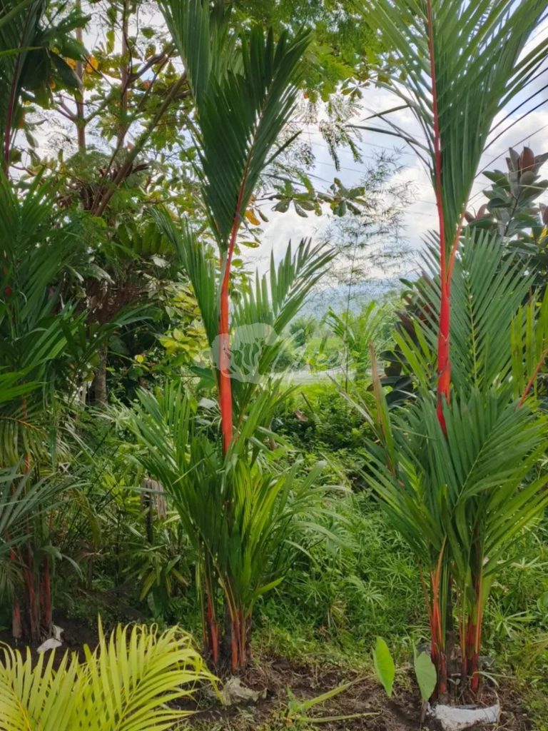 Jual Palem Merah