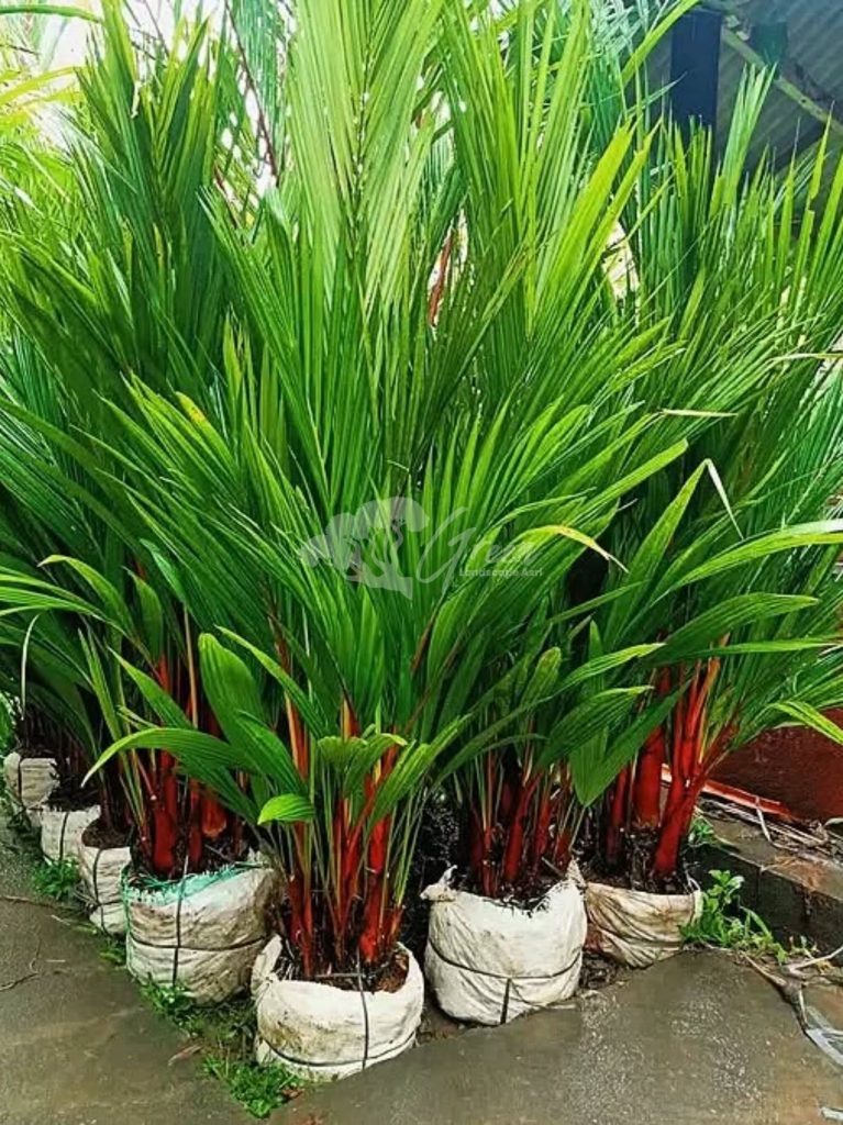 Jual Palem Merah