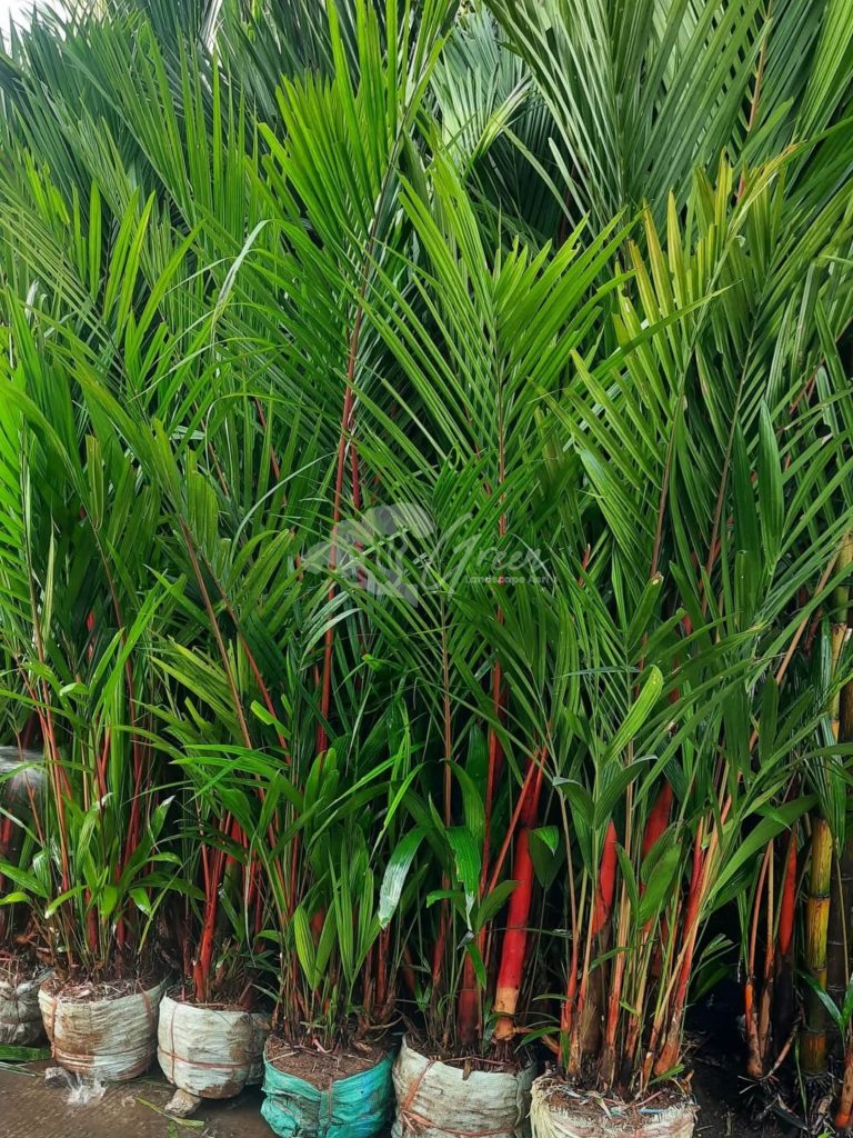 Jual Palem Merah