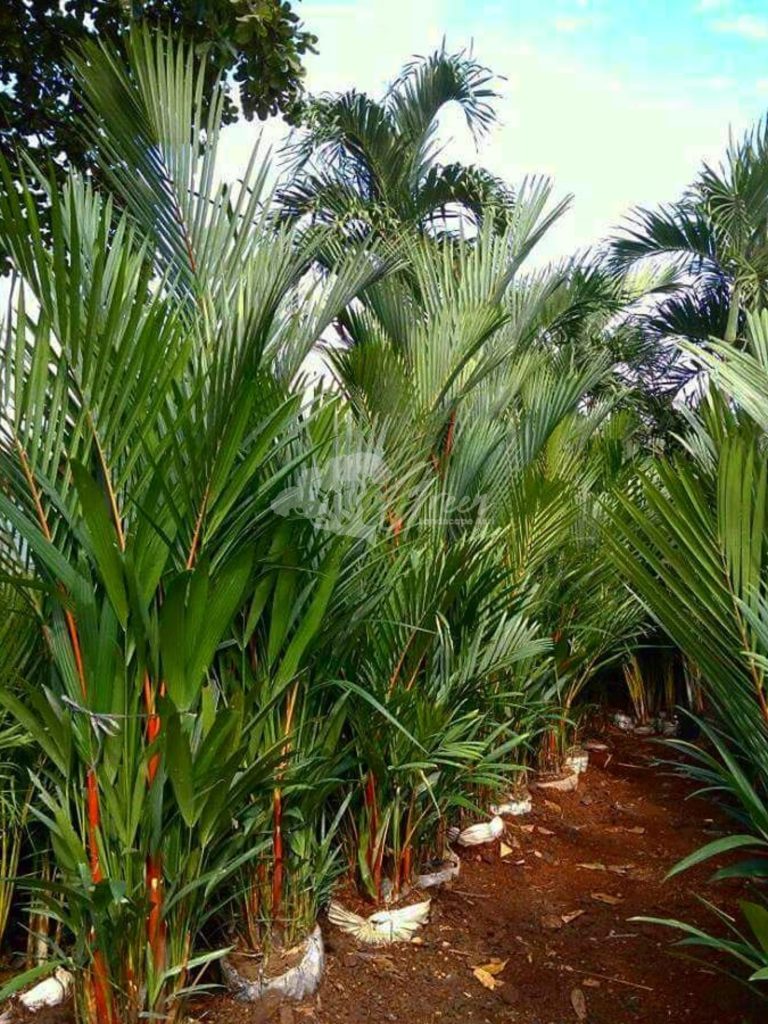 Jual Palem Merah