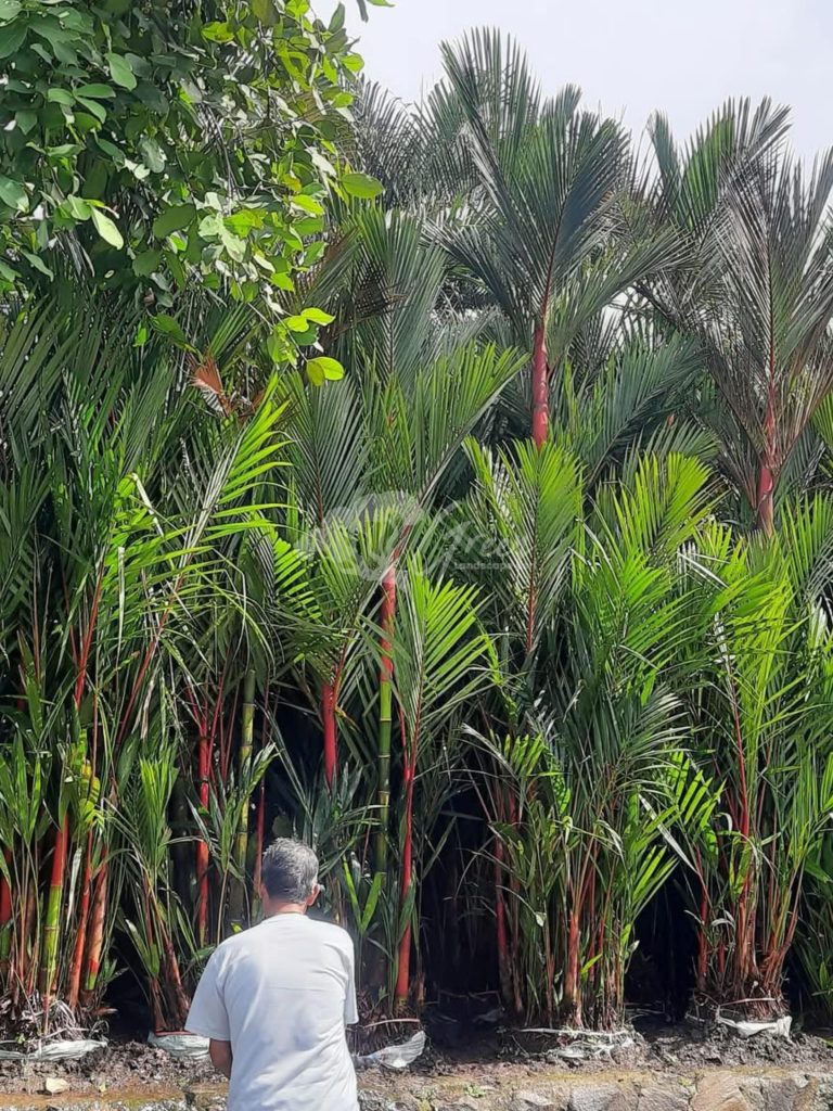Jual Palem Merah