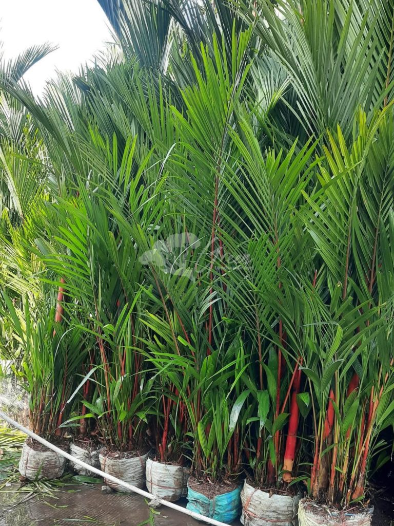 Jual Palem Merah