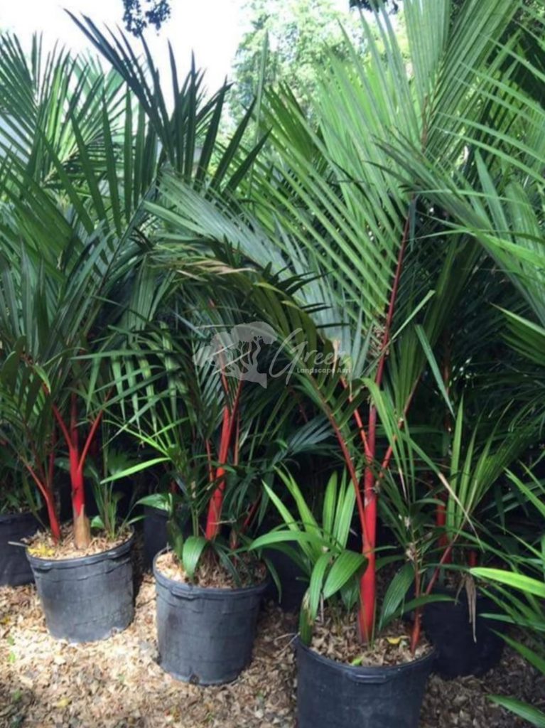 Jual Palem Merah