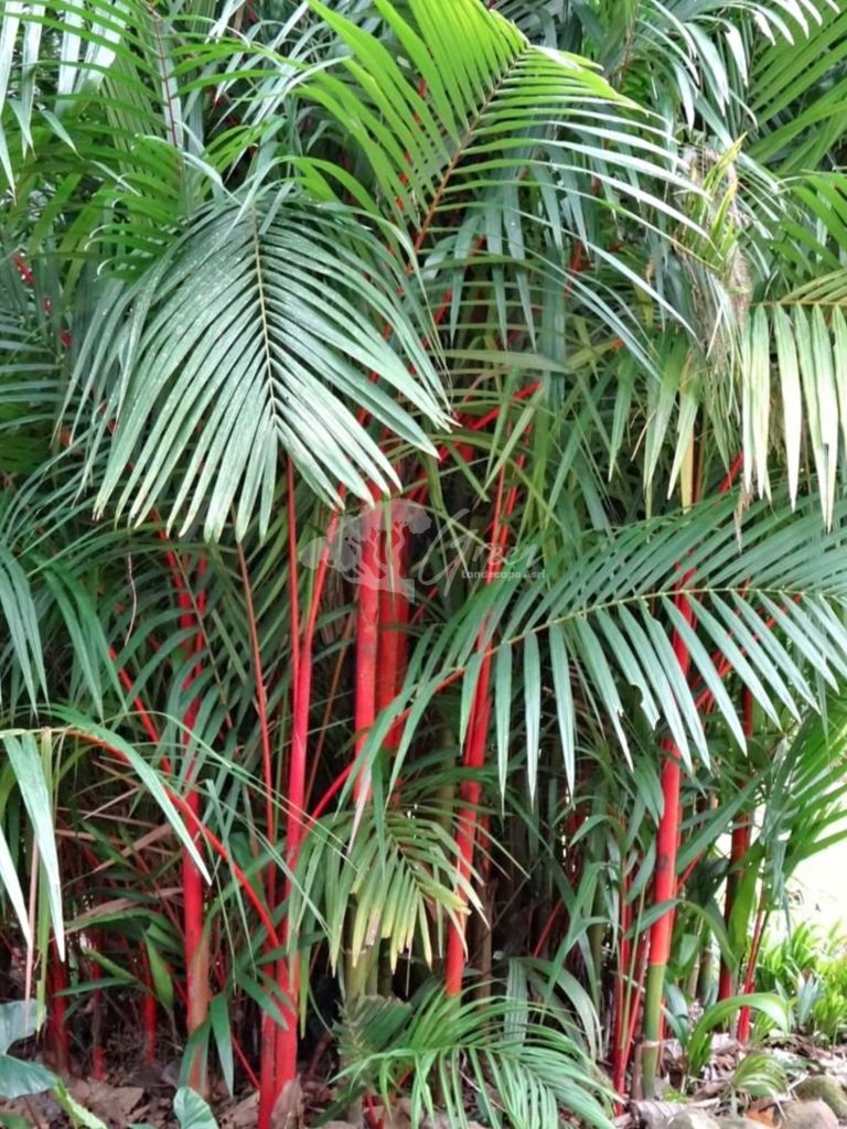 Jual Palem Merah