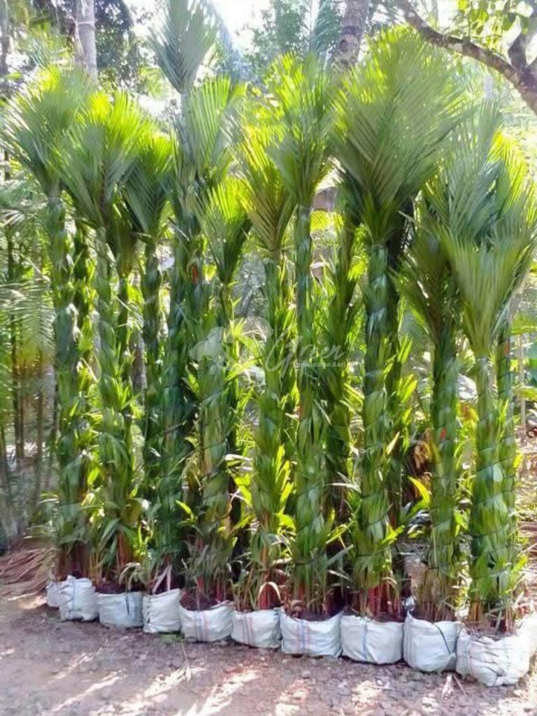 Jual Palem Merah