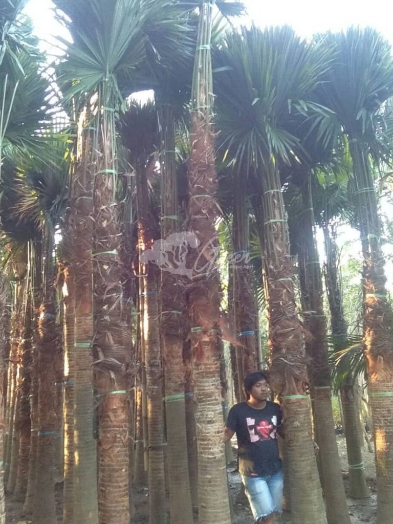 Jual Palem Sadeng