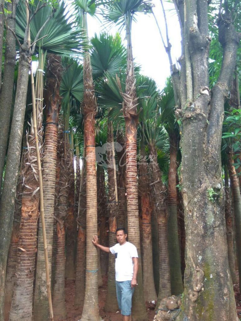Jual Palem Sadeng