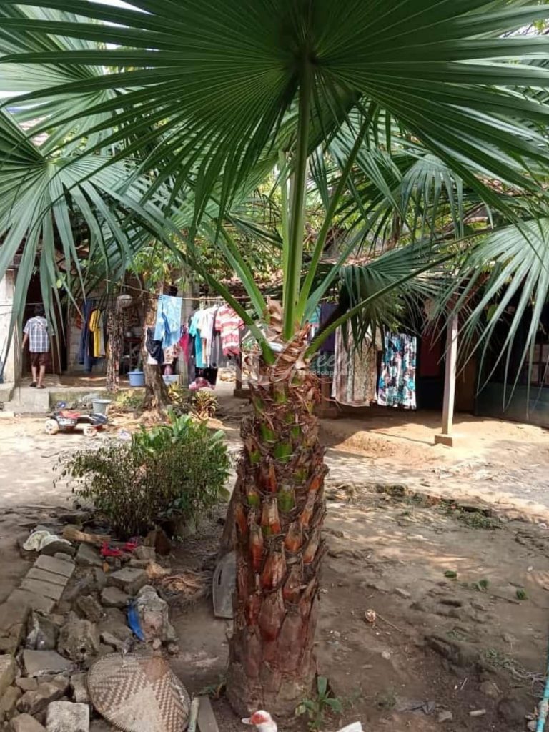 Jual Palem Sadeng