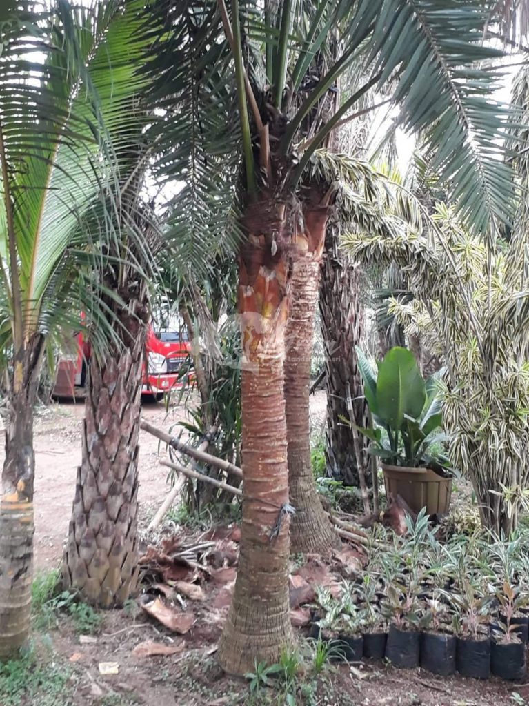 Jual Palem Sadeng