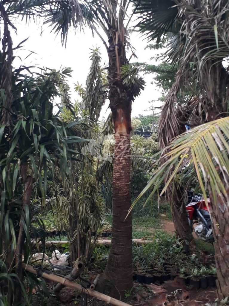 Jual Palem Sadeng