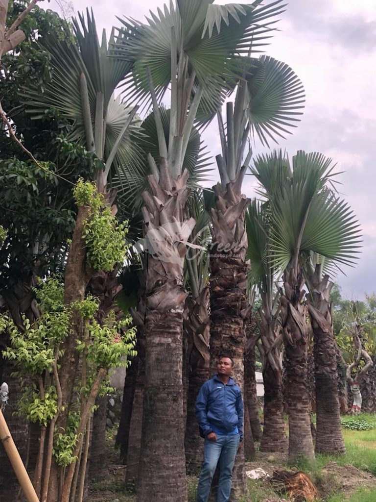 Jual Palem Sadeng