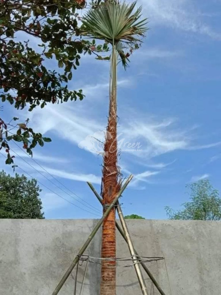 Jual Palem Sadeng
