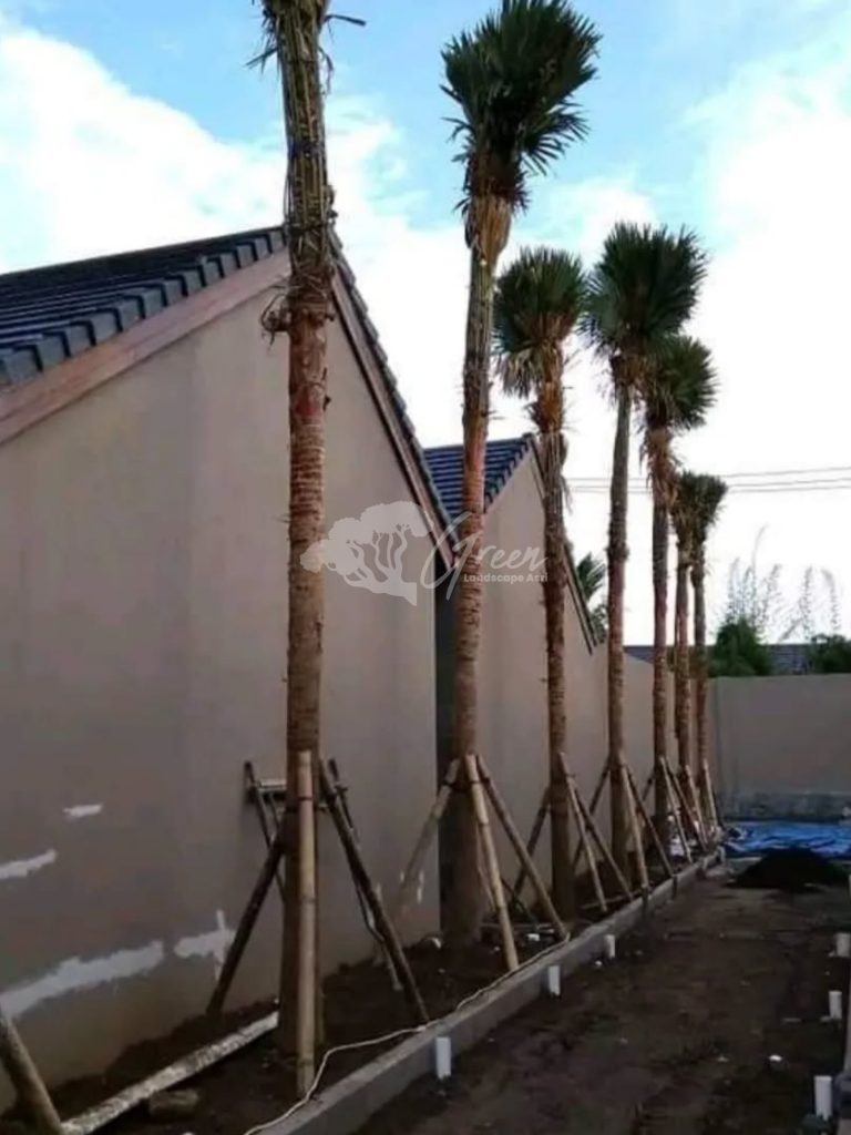 Jual Palem Sadeng