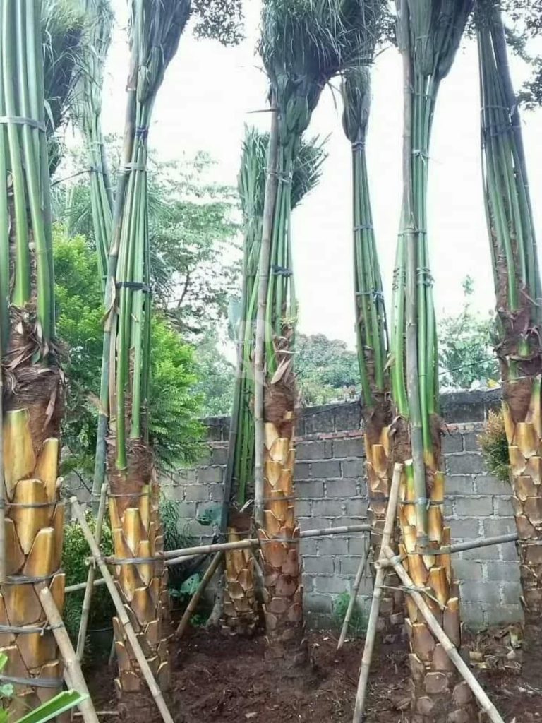 Jual Palem Sadeng