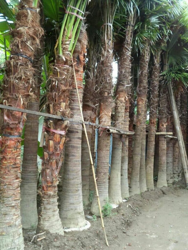 Jual Palem Sadeng