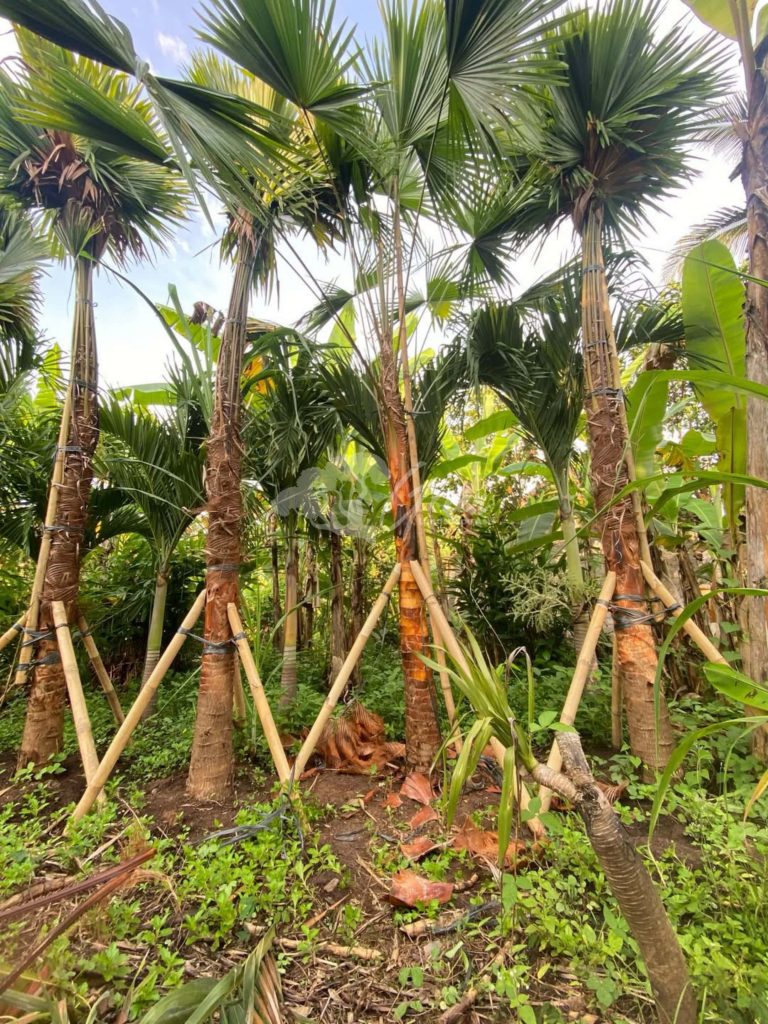 Jual Palem Sadeng