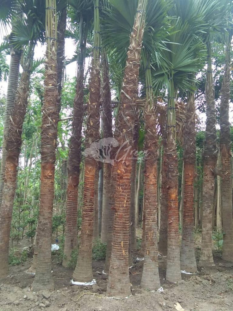 Jual Palem Sadeng