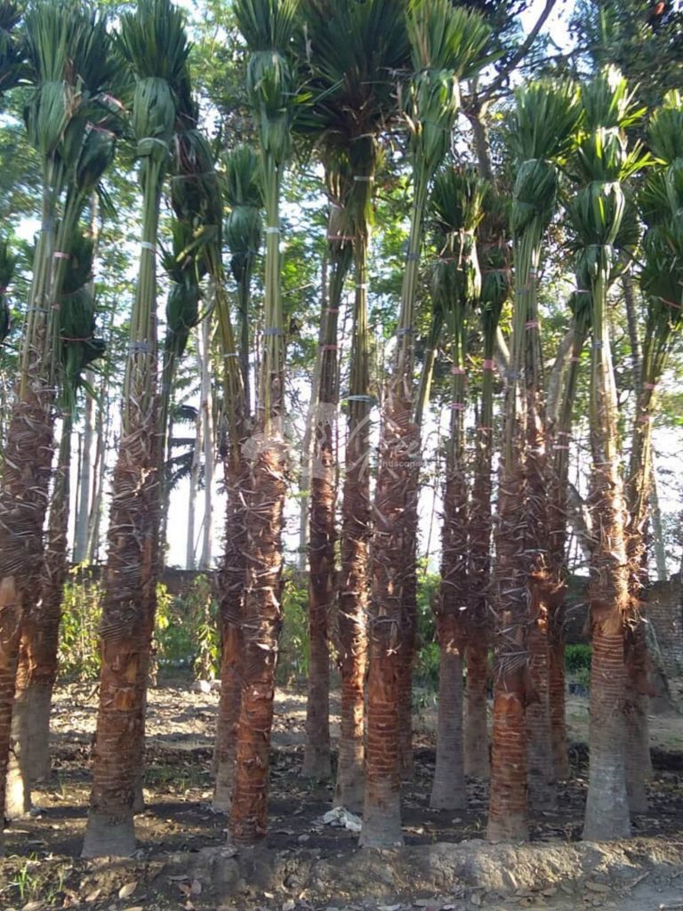 Jual Palem Sadeng