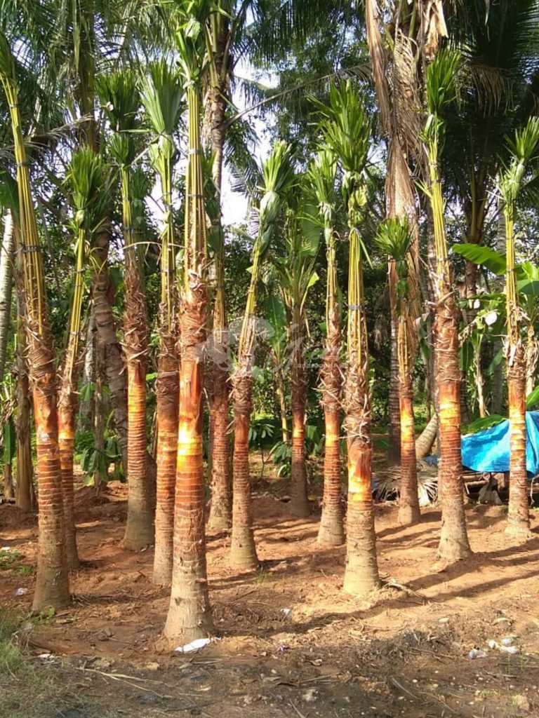 Jual Palem Sadeng