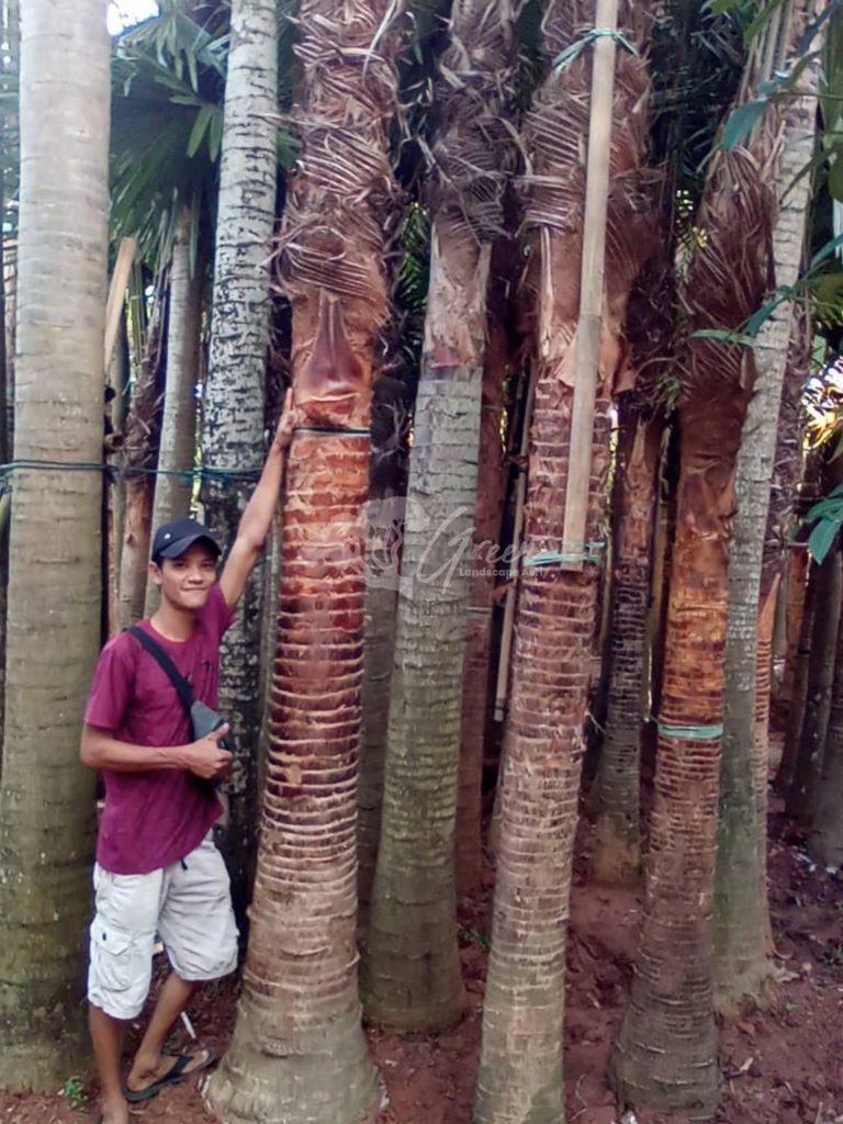 Jual Palem Sadeng