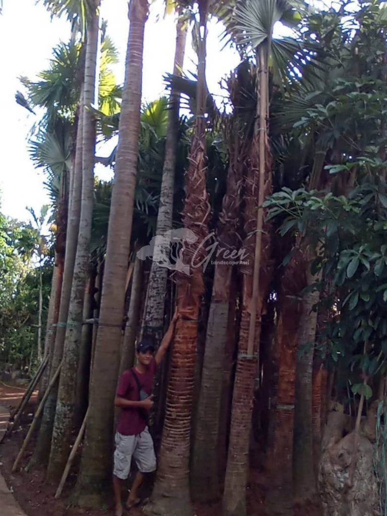 Jual Palem Sadeng