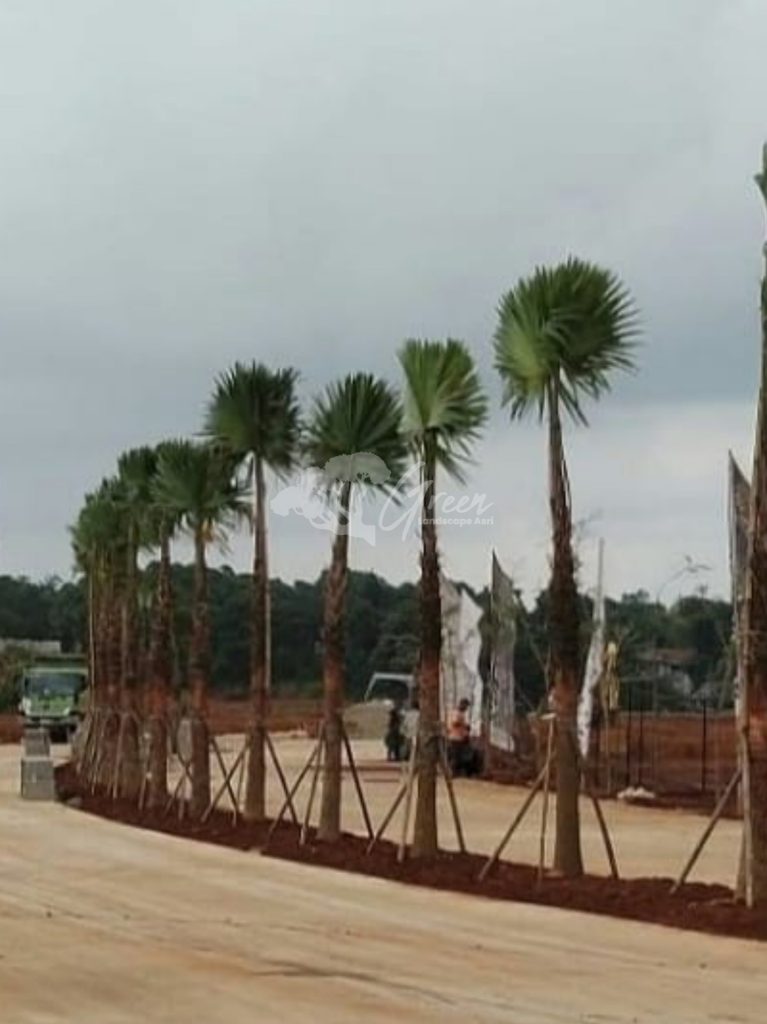Jual Palem Sadeng