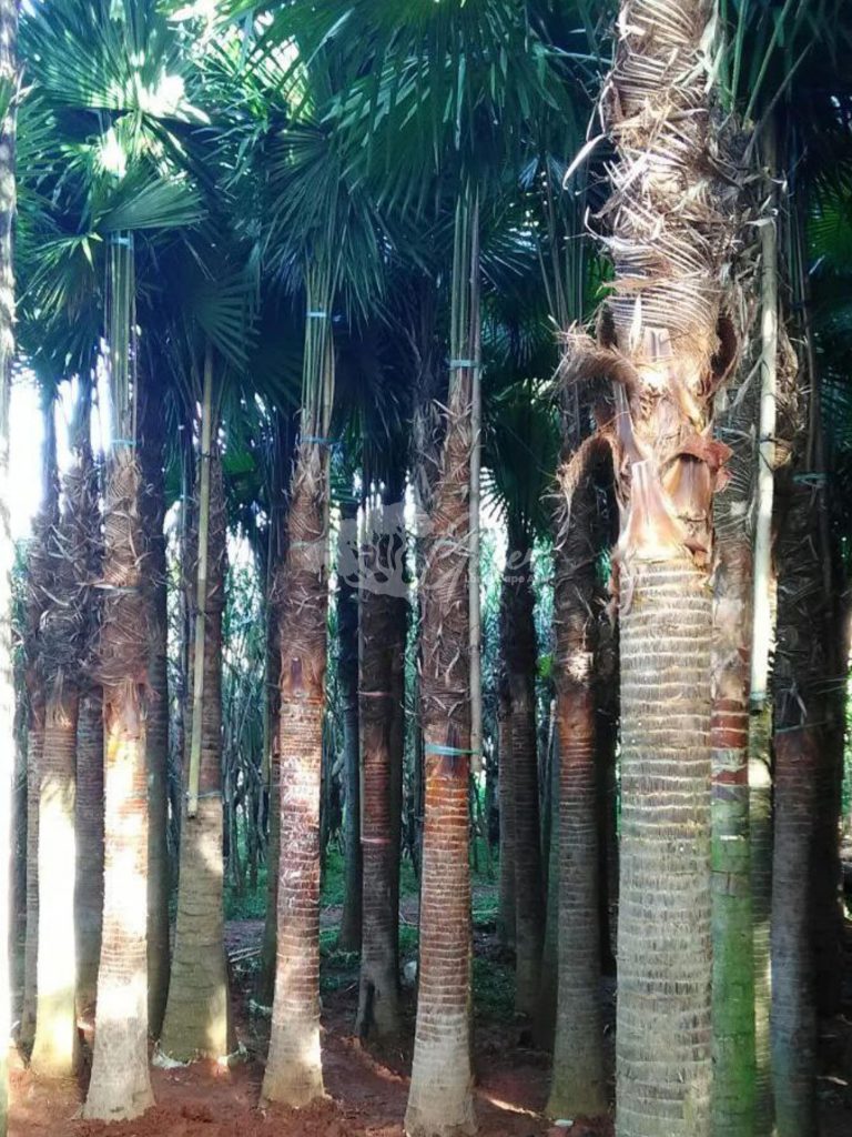 Jual Palem Sadeng