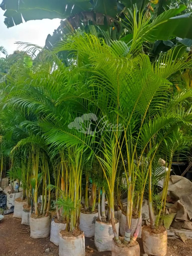 Jual Pohon Palem Kuning