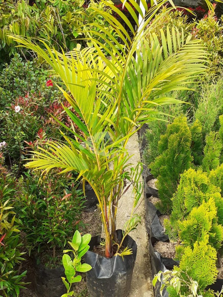 Jual Pohon Palem Kuning