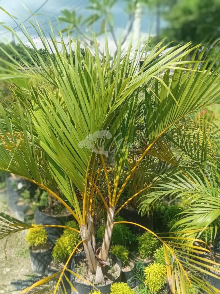 Jual Pohon Palem Kuning