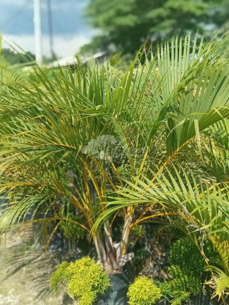 Jual Pohon Palem Kuning