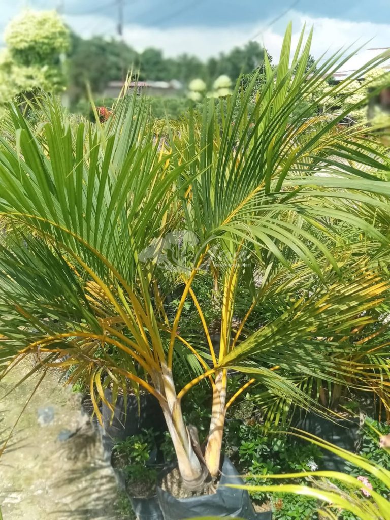 Jual Pohon Palem Kuning
