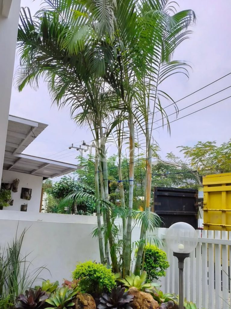 Jual Pohon Palem Kuning