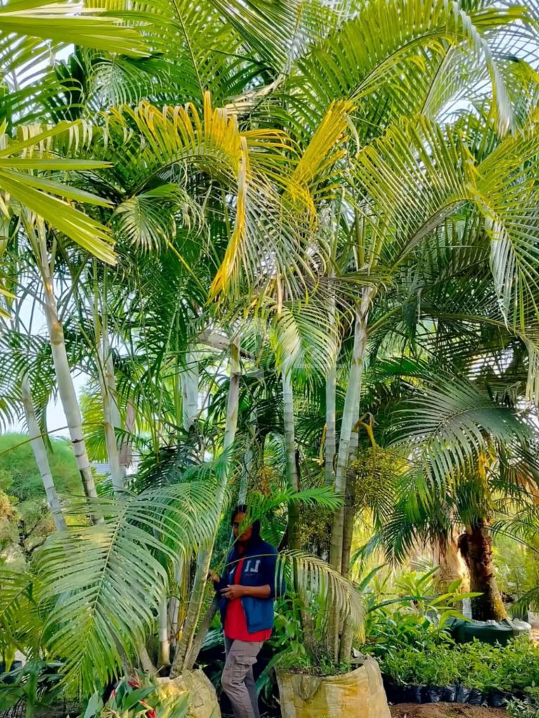 Jual Pohon Palem Kuning
