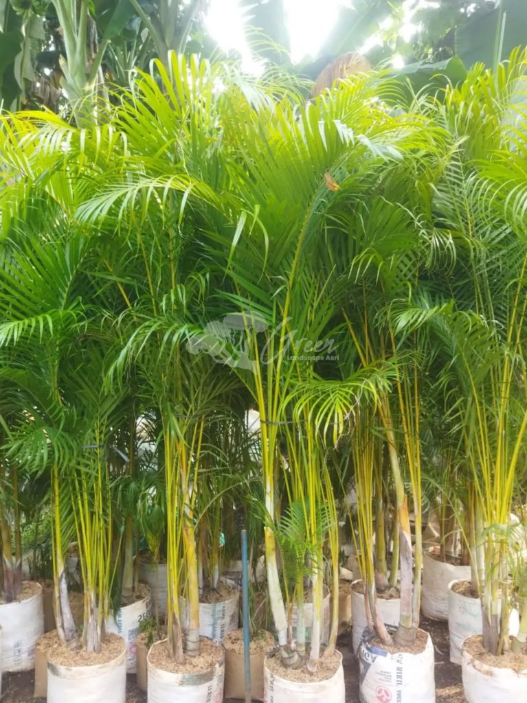 Jual Pohon Palem Kuning