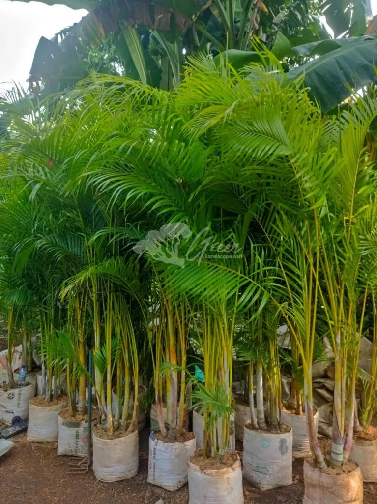 Jual Pohon Palem Kuning