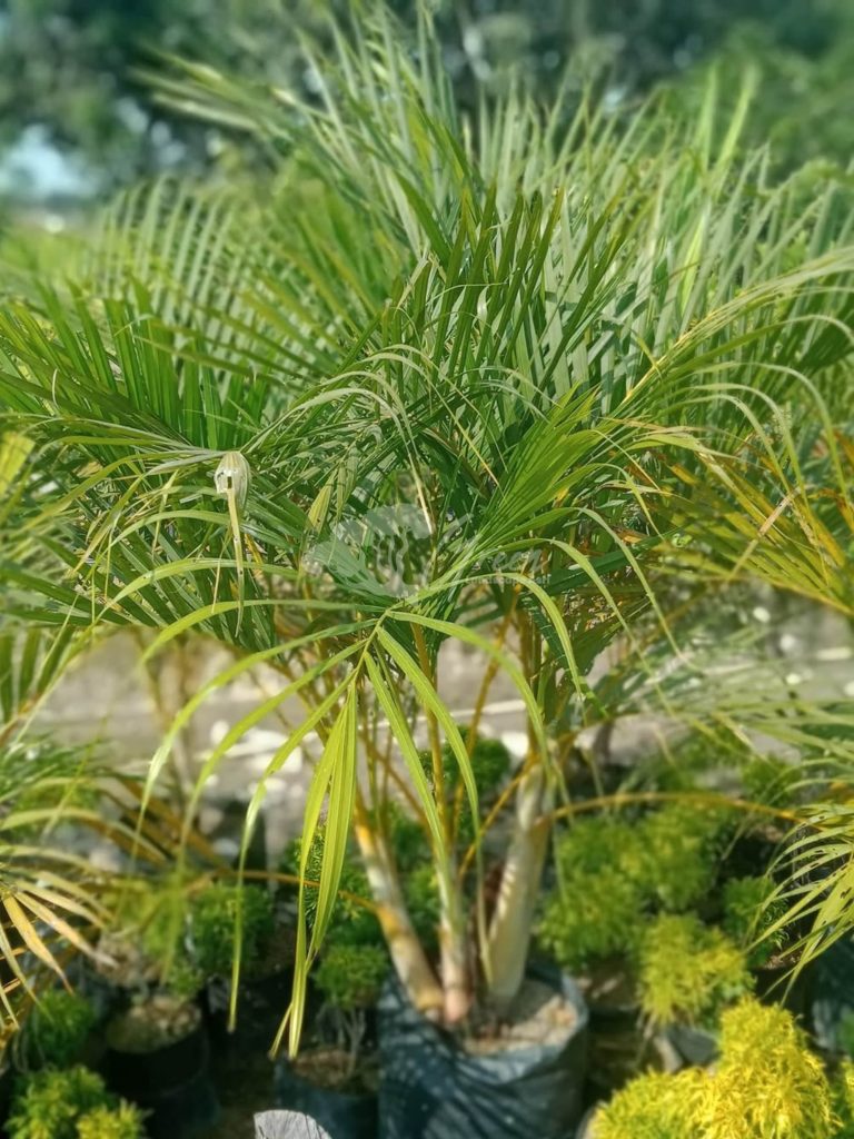 Jual Pohon Palem Kuning