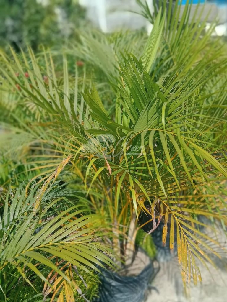 Jual Pohon Palem Kuning