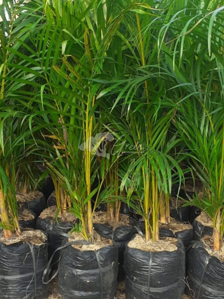 Jual Pohon Palem Kuning
