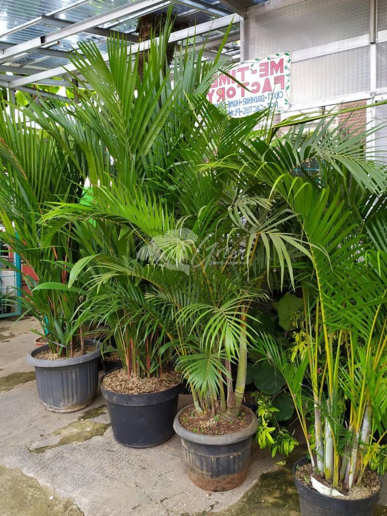 Jual Pohon Palem Kuning