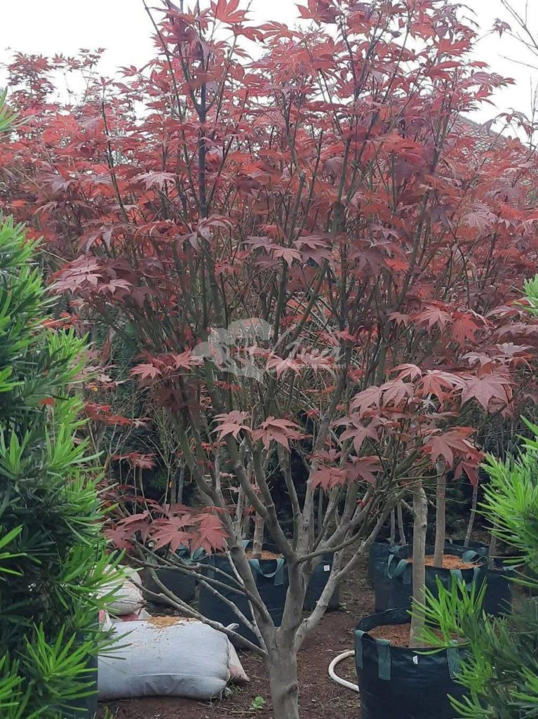 Jual Pohon Red Maple