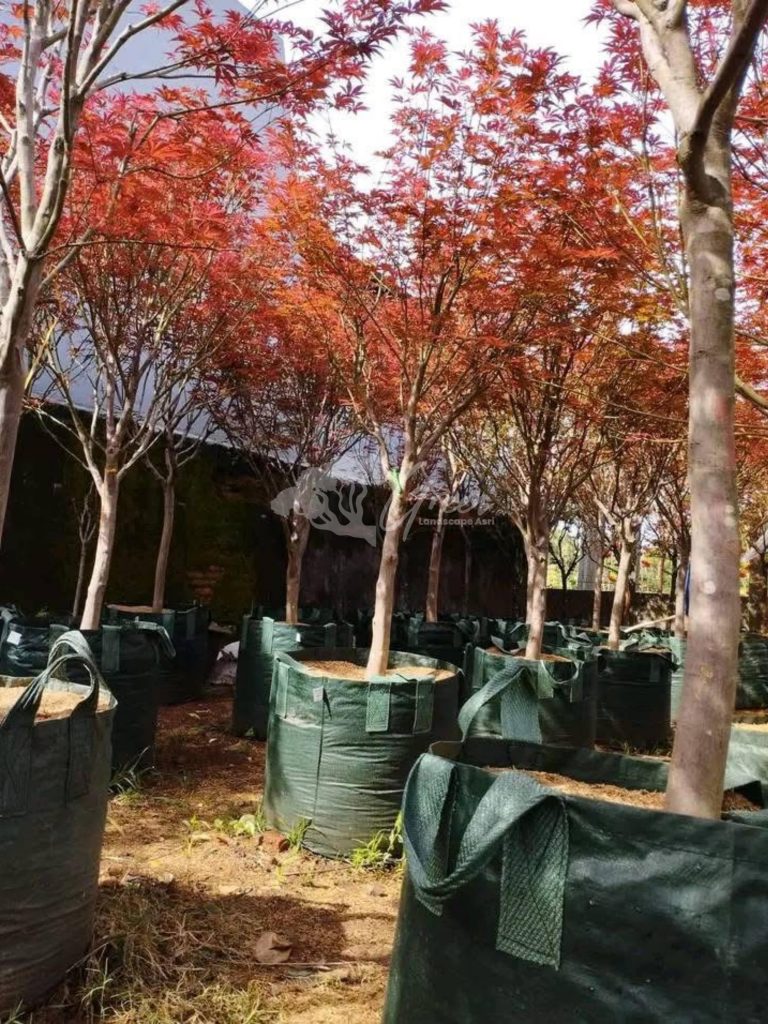 Jual Pohon Red Maple