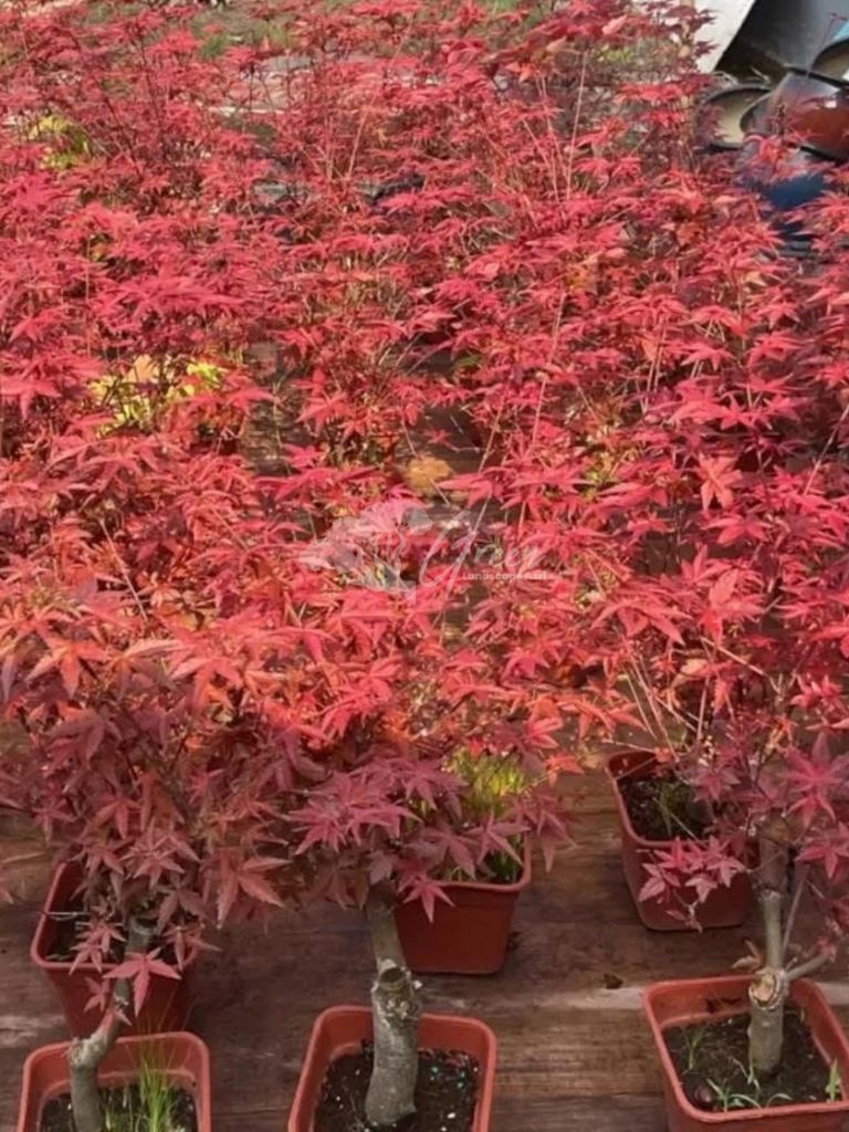 Jual Pohon Red Maple