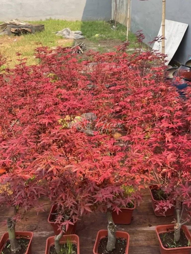 Jual Pohon Red Maple