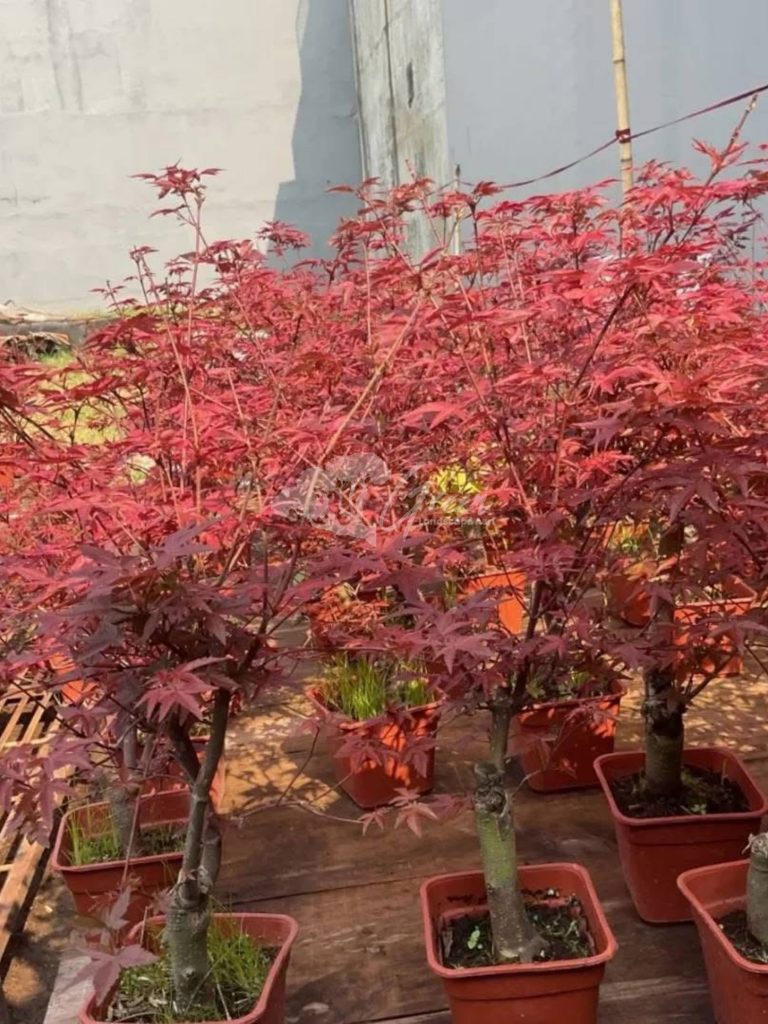 Jual Pohon Red Maple