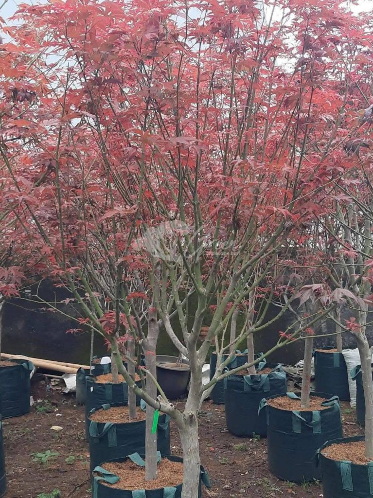 Jual Pohon Red Maple