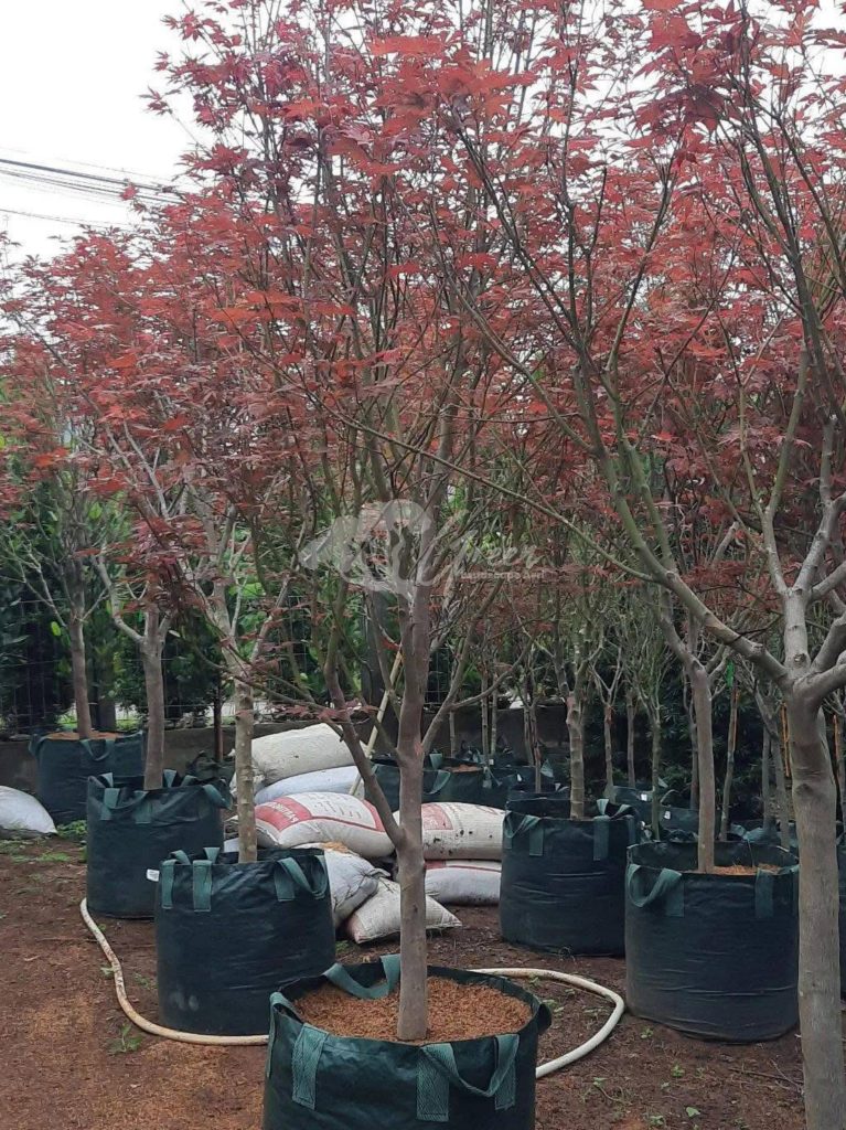 Jual Pohon Red Maple